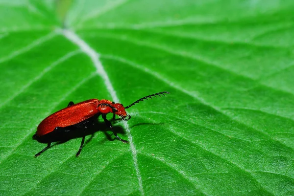 Rode kever op blad — Stockfoto