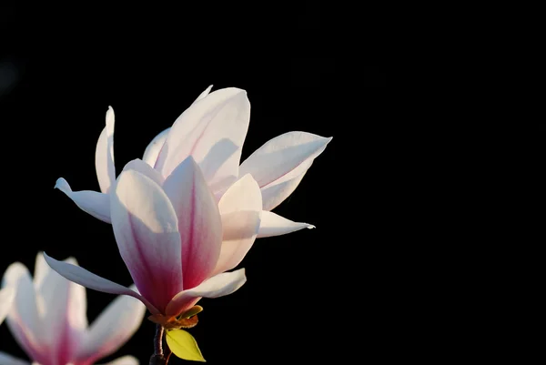 검은 색 분홍색 꽃 — 스톡 사진