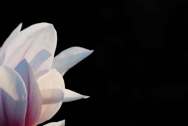 Flor rosa em preto grande — Fotografia de Stock