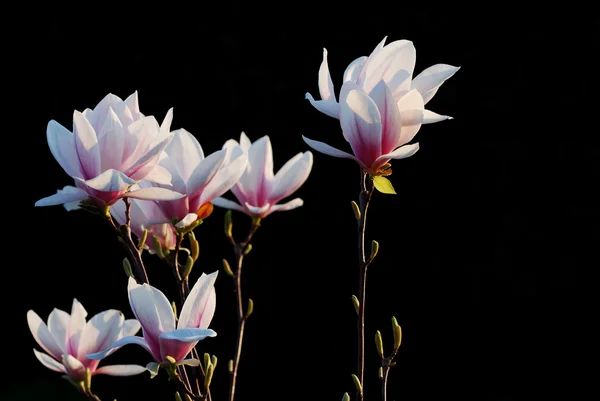 Růžové květy na černém pozadí — Stock fotografie