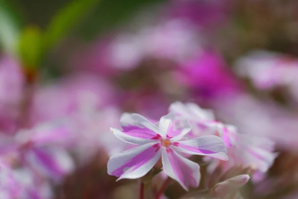 Flor rosa e branca — Fotografia de Stock