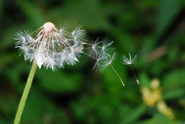 Semena pampelišky větrem — Stock fotografie