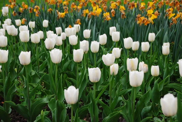 Tulipanes blancos — Foto de Stock