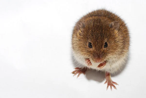 Ratón en blanco derecho — Foto de Stock