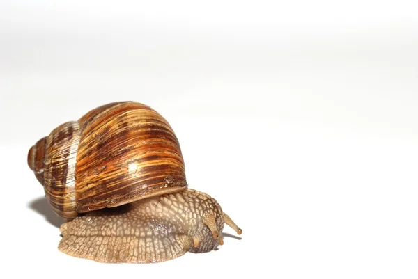 Caracol em branco — Fotografia de Stock