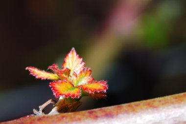 küçük renkli yaprakları