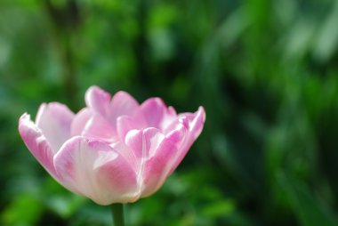 Yeşil Pembe çiçek