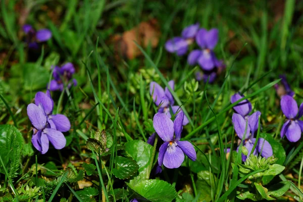 Violetas frescas —  Fotos de Stock