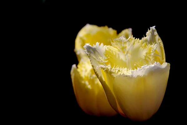 Žluté tulipány s černou — Stock fotografie