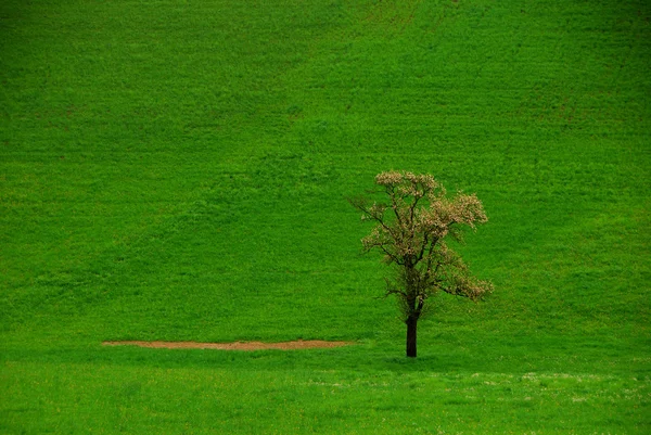 Дерево на зеленому лузі — стокове фото