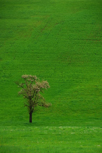Árvore em um retrato de prado verde — Fotografia de Stock