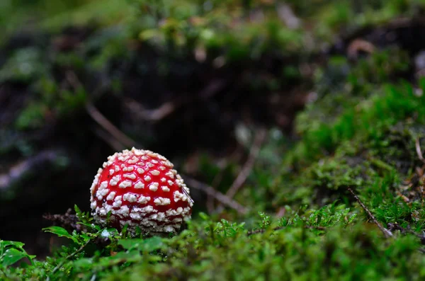 Pequena mosca agárica — Fotografia de Stock