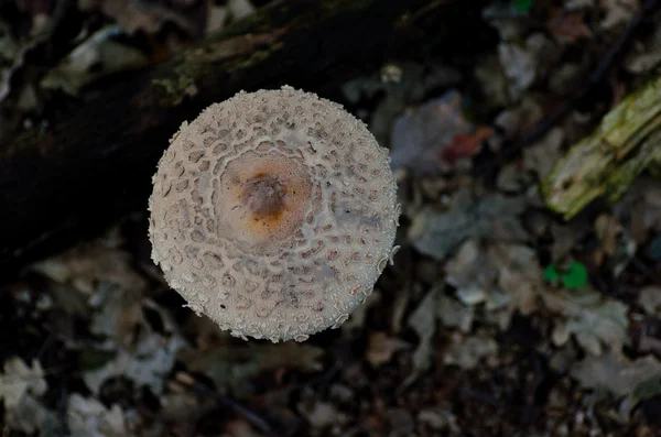 Зонтичный гриб выше — стоковое фото