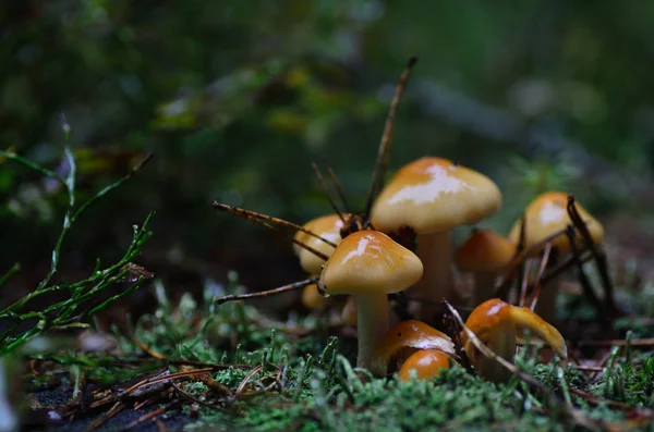 Cogumelos marrons pequenos — Fotografia de Stock