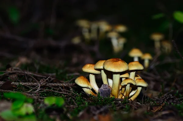 Żółty grzyby w moss — Zdjęcie stockowe