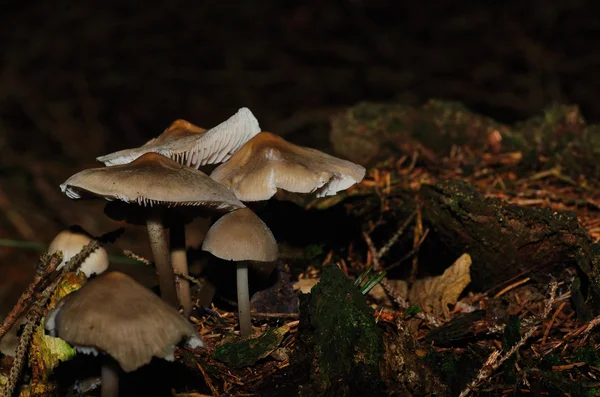 Braune Pilze im Wald — Stockfoto
