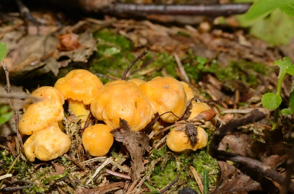 Small chanterelle — Stock Photo, Image