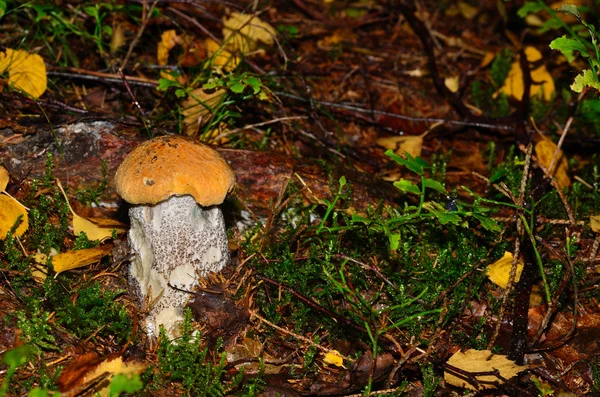 Small red cap mushroom — Stock Photo, Image