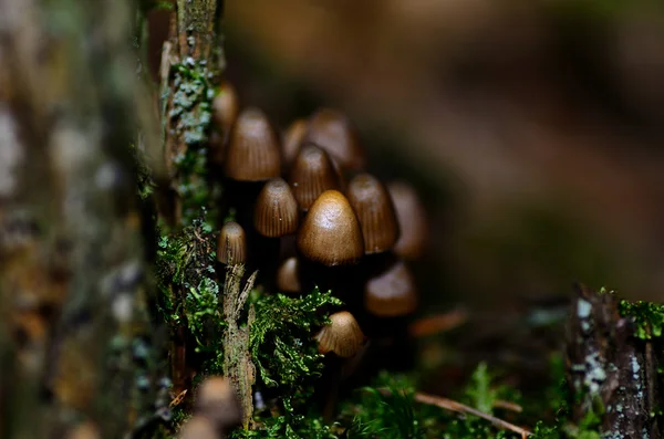 Маленькие грибы большой вид — стоковое фото