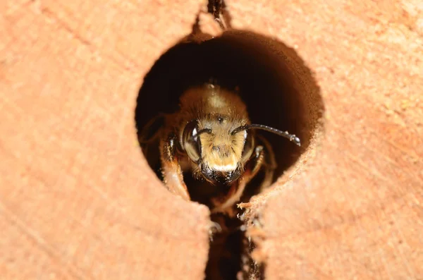 Insektenhotel에서 보이는 비 — 스톡 사진