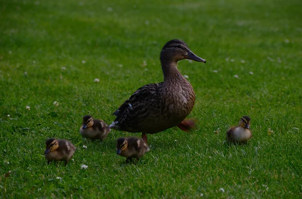 Familia Duck — Fotografie, imagine de stoc