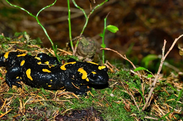 Огненная саламанда — стоковое фото
