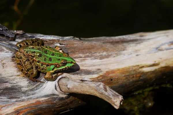 Zelená žába na stromě — Stock fotografie