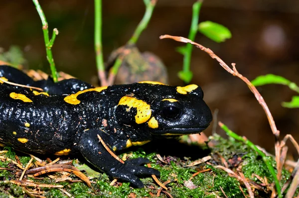 Feuersalamanda im Wald — Stockfoto