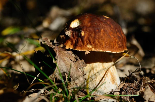 Brown bolete in the forest — Stock Photo, Image