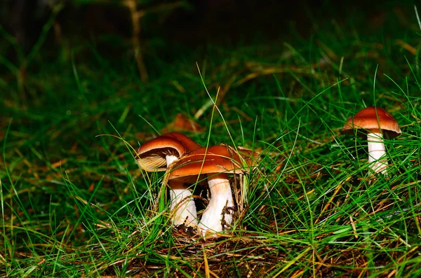 Cogumelo castanho — Fotografia de Stock