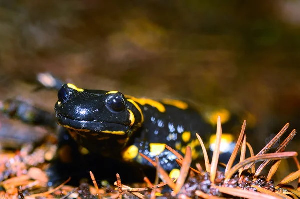 Salamandra fuego vista grande — Foto de Stock