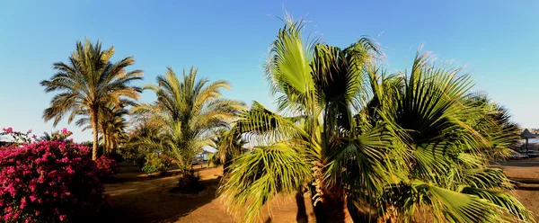 Palmy na pláži panorama — Stock fotografie