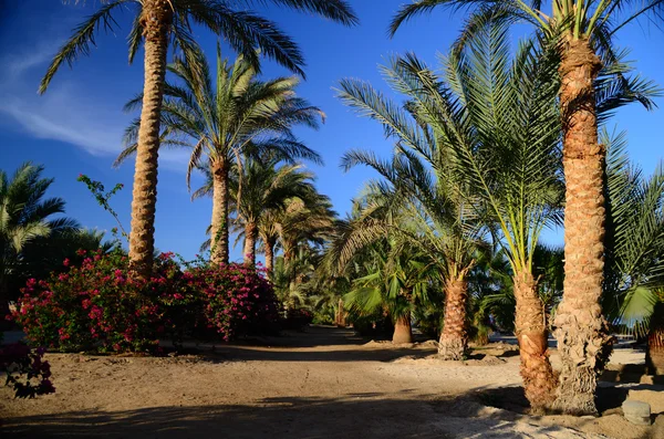Palms on beach — Stock Photo, Image