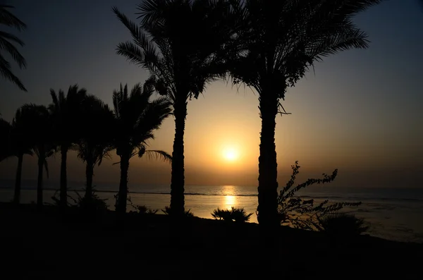 日出时的黑色棕榈树 — 图库照片