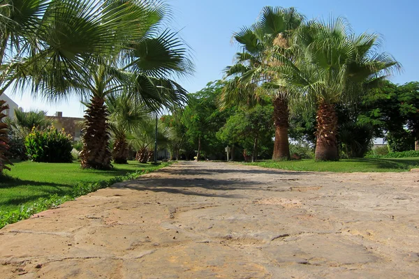 Path with palm trees in hotel complex — Stock Photo, Image