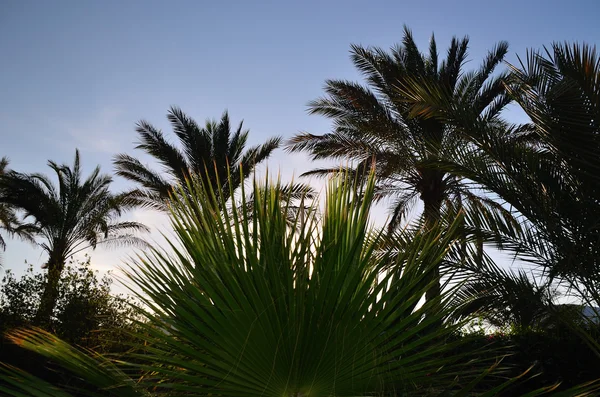 Many palms — Stock Photo, Image