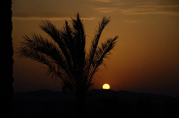 Puesta de sol con palmeras y montaña — Foto de Stock