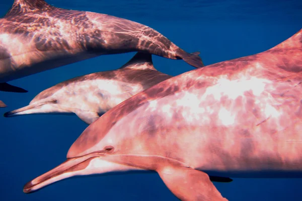 Delfíni a modré moře — Stock fotografie