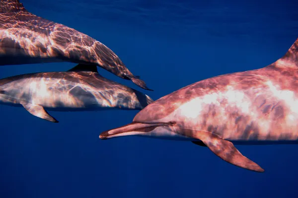 Dolfijnen tijdens het duiken in de zee — Stockfoto