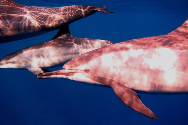 Delfíni velké zobrazení — Stock fotografie
