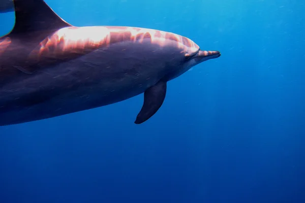 Velikého delfína v oceánu — Stock fotografie