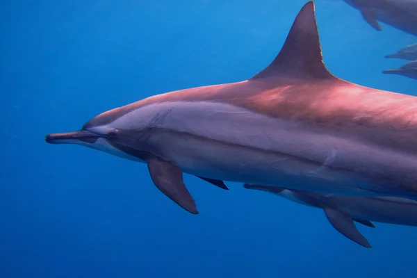 Много дельфинов близко — стоковое фото