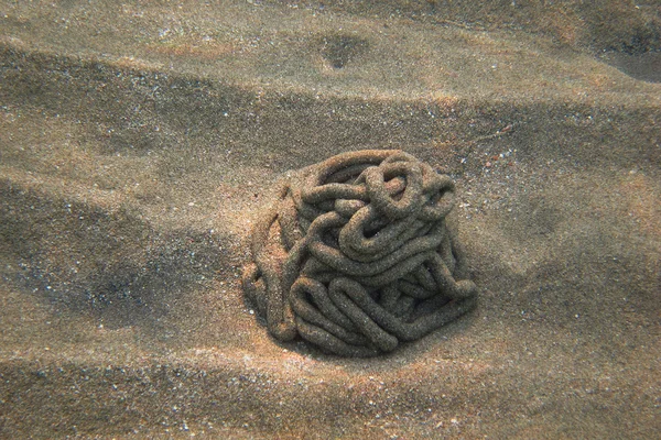 Sandstruktur eines Wurms im Meer — Stockfoto