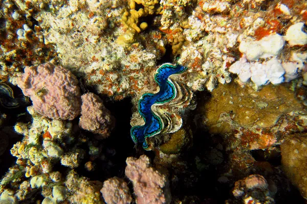 Concha azul — Fotografia de Stock