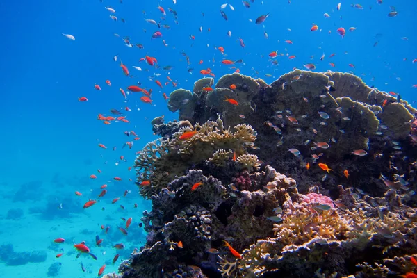 Coral colorido y muchos peces — Foto de Stock