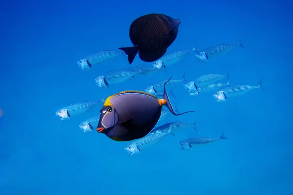 Рыба в синем море — стоковое фото