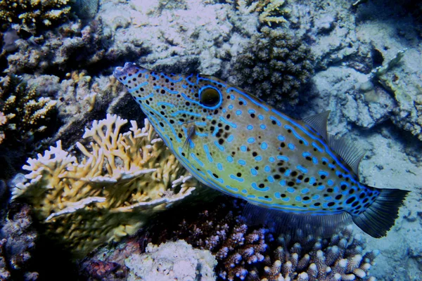 Soltar o lado do peixe — Fotografia de Stock