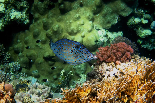 Hone poisson et corail — Photo