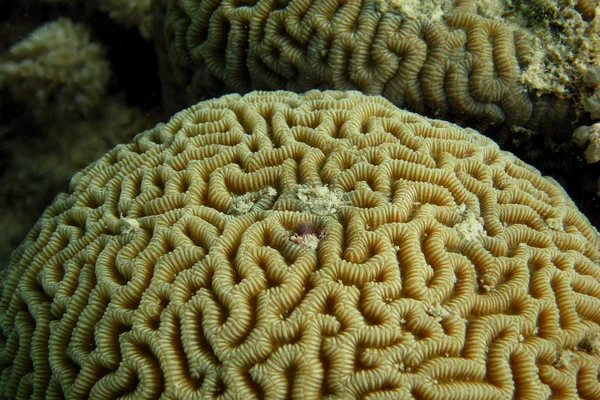 Large yellow coral — Stock Photo, Image