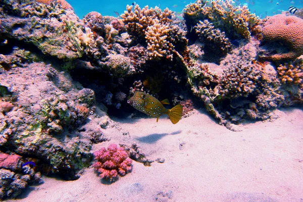 Gul brun boxfish黄色茶色ハコフグ — ストック写真